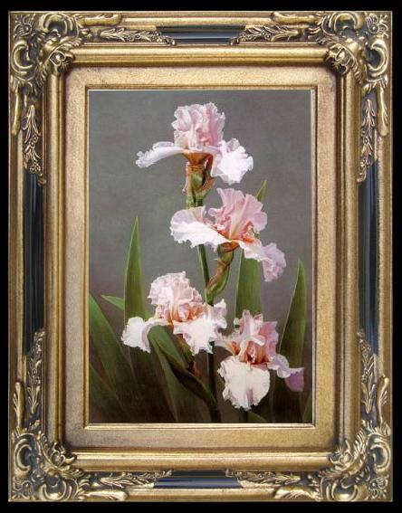 framed  unknow artist Still life floral, all kinds of reality flowers oil painting 14, Ta015
